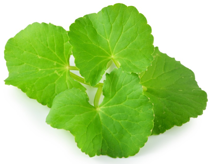 Gotu kola